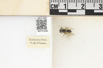 Media type: image;   Entomology 771140 Aspect: Labels